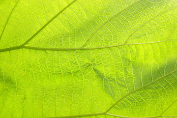 Abstract green leaf texture for background