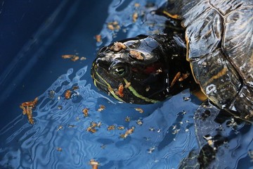 close up from an eating greek water turtle head