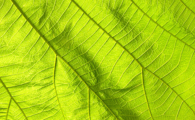 Naklejka na ściany i meble Abstract green leaf texture for background