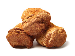 hericium erinaceus on white background