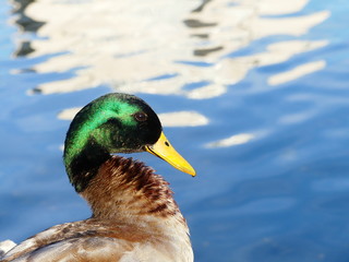 La elegancia de un pato