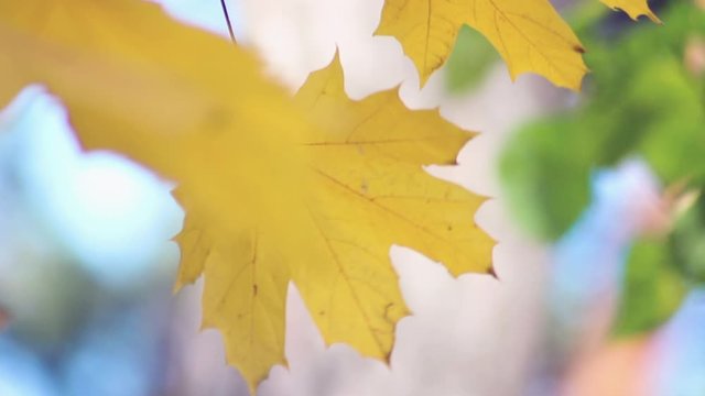 Beautiful autumn leaves develop on a vert. Golden time. Leisure park. Nature dresses trees in beautiful outfits.