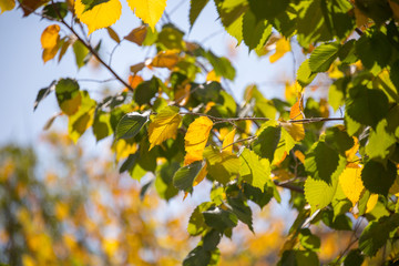autumn, yellow leaves, trees begin to turn yellow, natural phenomena