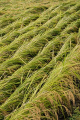 台風被害を受けた稲穂