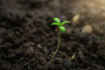 young plant of cannabis in the garden with sunshine