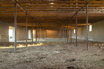 Fototapeta na wymiar in a winter cattle shed