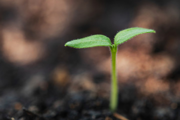 young plant of cannabis in the garden with sunshine