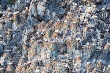 Plastic pollution critical point at Runde Norway July 2019