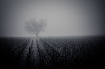 Des vignes dans le brouillard. Un vignoble de Bourgogne en hiver. Viticulture hivernale.