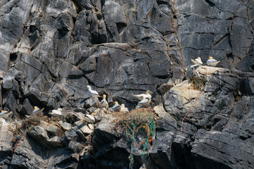 Plastic pollution critical point at Runde Norway July 2019