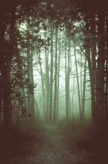 Une for&ecirc;t magique. Une for&ecirc;t brumeuse. Une for&ecirc;t mystique. Le brouillard dans une for&ecirc;t.