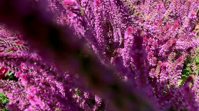 Slow motion tracking shot along a garden bed of purple Rats Tail Statice flowers