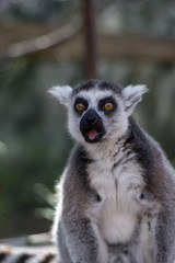 Lemur 