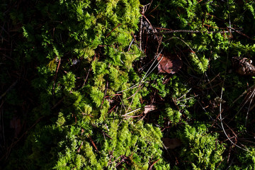 Moss on the ground