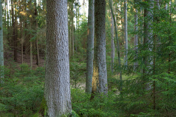 Tree trunk in the forest