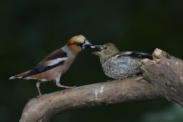 Kernbeißer-Männchen füttert Jungvogel