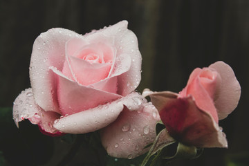 Pink rose dark photo. Toned, styled vintage live rose from garden with water drops. Greeting card with rose.