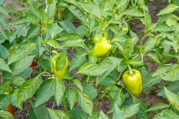 Obraz premium Unripe bell pepper growing on bush in the garden