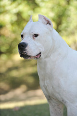 Argentine Dogue