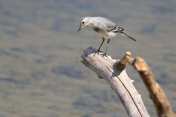 Cute White Wagtail Singing Bird on a Branch