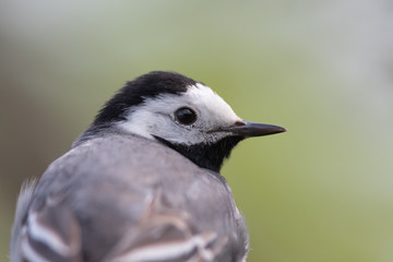 White Wagtail Singing Bird Looking over its Shoulder Closeup