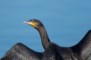 Great Cormorant Closeup