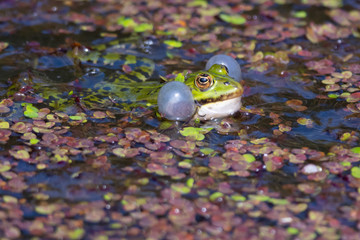 Green Frog with Puffed Up Cheeks in a Pool