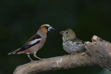 Kernbeißer-Männchen füttert Jungvogel