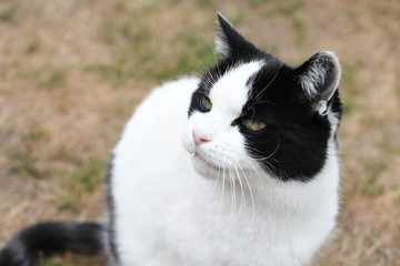 black and white domestic cat