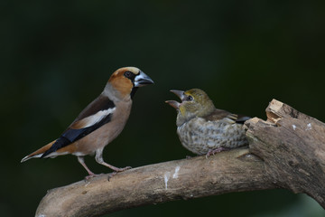 Kernbeißer-Männchen füttert Jungvogel
