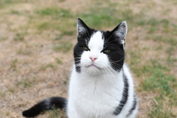 Obraz premium black and white domestic cat