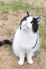 Naklejka na ściany i meble black and white domestic cat