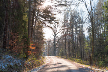 Fototapeta na wymiar Road in a winterly forest.