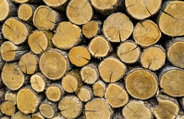 Wall of dry oak firewood stacked for winter heating fireplace or stove. Stacked wood pile as natural wood background. Yellow, gray, brown colors for background. Nature concept for design