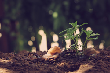 Young plant on nature background