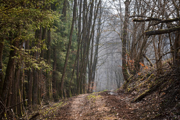 A footpath at a forest