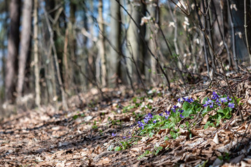Fototapeta premium Small flowers at the side of a footpath