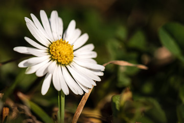 A Common Daisy