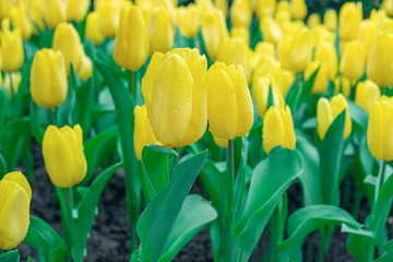 Blurred for Background.Colorful yellow tulips flowers with beautiful bouquet background in the garden.