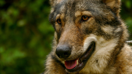 Wolf Face Close Up