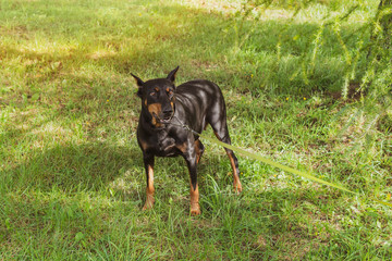 Doberman on a slip lead