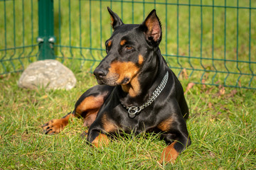 Doberman pincher lying on the green grass