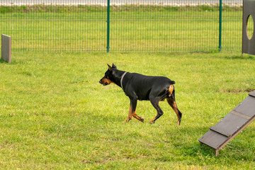 Dog  walking in the park with training hurdles