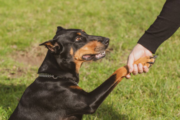 Friendship between human and dog