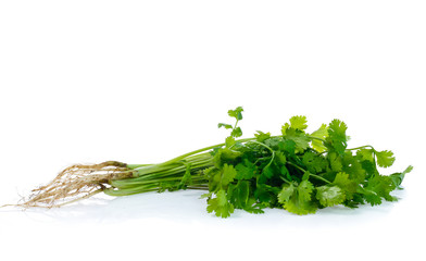 Bunch of fresh coriander leaves over white background