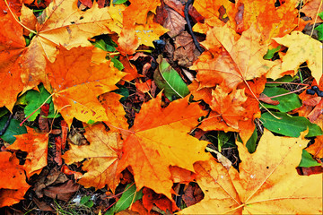 Naklejka na ściany i meble fallen yellow, orange, and red maple autumn leaves background