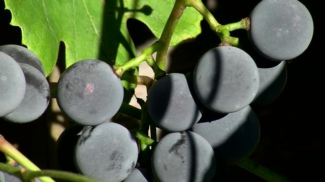 Blaue reife Weinbeeren (Nahaufnahme)