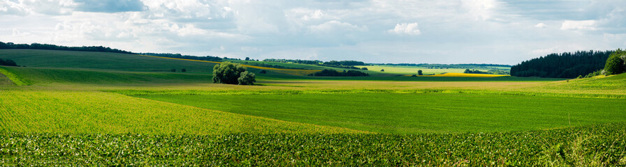 Obraz premium View of a corn field. Village Popovka, Cherkasy region, Ukraine