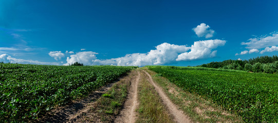 Road in the field in sunny day. Cherkasy region, Ukraine