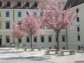Nikolakloster im Frühling